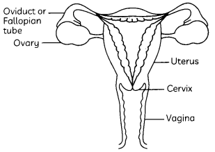 Sexual Reproduction 3