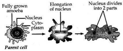 Solved CBSE Sample Papers for Class 10 Science Set 1 15