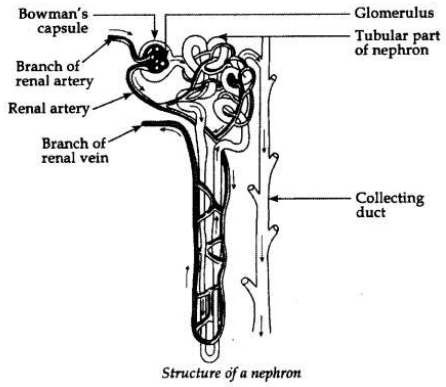 Solved CBSE Sample Papers for Class 10 Science Set 1 2