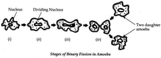 Solved CBSE Sample Papers for Class 10 Science Set 2 16