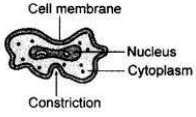 Solved CBSE Sample Papers for Class 10 Science Set 3 11