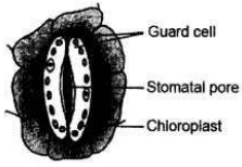 Solved CBSE Sample Papers for Class 10 Science Set 5 1.18