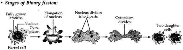 Solved CBSE Sample Papers for Class 10 Science Set 5 1.19