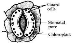 Solved CBSE Sample Papers for Class 10 Science Set 6 1.16
