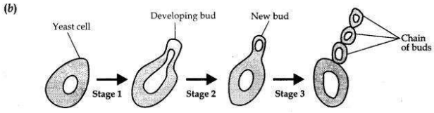 Solved CBSE Sample Papers for Class 10 Science Set 6 1.18