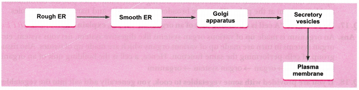 The-Fundamental-Unit-of-Life-Class-9-Extra-Questions-Science-Chapter-5-1