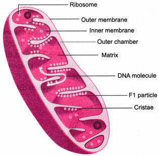 The Fundamental Unit of Life Class 9 Extra Questions Science Chapter 5 4
