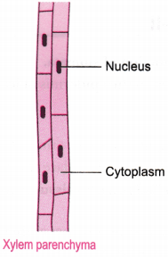 Tissues-Class-9-Extra-Questions-Science-Chapter-6-1