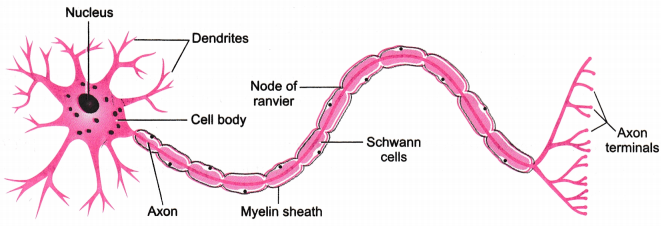 Tissues Class 9 Extra Questions Science Chapter 6 4