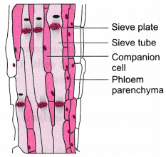 Tissues Class 9 Extra Questions Science Chapter 6 6