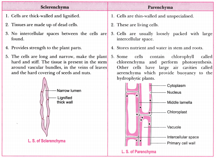 Tissues Class 9 Extra Questions Science Chapter 6 7