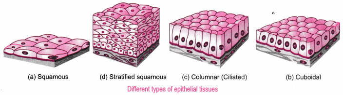 Tissues Class 9 Extra Questions Science Chapter 6 8