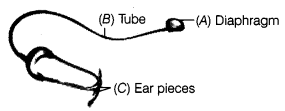 Transportation in Animals and Plants Class 7 Extra Questions Science Chapter 11 4
