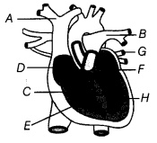 Transportation in Animals and Plants Class 7 Extra Questions Science Chapter 11 5
