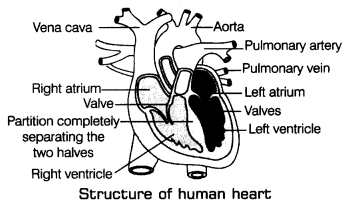 Transportation in Animals and Plants Class 7 Extra Questions Science Chapter 11 6