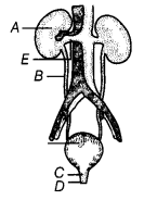 Transportation in Animals and Plants Class 7 Extra Questions Science Chapter 11 7