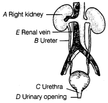 Transportation in Animals and Plants Class 7 Extra Questions Science Chapter 11 8