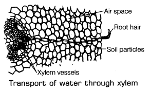 Transportation in Animals and Plants Class 7 Extra Questions Science Chapter 11 9