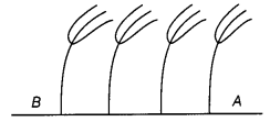 Winds-Storms-and-Cyclones-Class-7-Extra-Questions-Science-Chapter-8-1