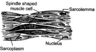 CBSE Sample Papers for Class 9 Science Solved Set 1 21