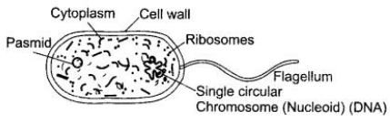 cbse-sample-papers-for-class-9-science-solved-set-4-4