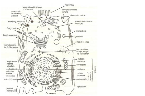 PS Verma Biology Class 9 Chapter 2