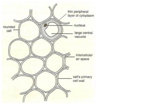 PS Verma Biology Class 9 Chapter 3