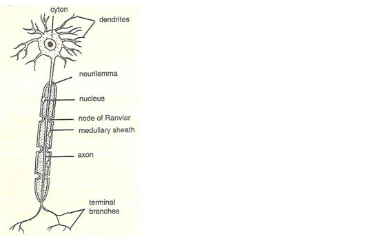 PS Verma Biology Class 9 Chapter 3
