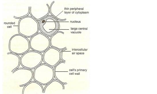 PS Verma Biology Class 9 Chapter 3