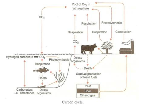 PS Verma Biology Class 9 Chapter 4