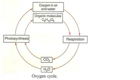 PS Verma Biology Class 9 Chapter 4